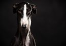 Alla scoperta dei Levrieri. Una nuova rubrica di Dogsportal.it