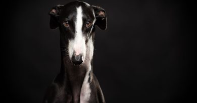 Alla scoperta dei Levrieri. Una nuova rubrica di Dogsportal.it