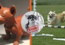 Chihuahua: trattiamolo da cane, per favore.