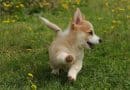 Il Welsh Corgi Pembroke raccontato dall’allevatore