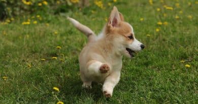 Il Welsh Corgi Pembroke raccontato dall’allevatore