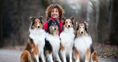 Vi racconto la mia vita con un Collie.