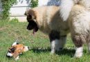 Si fa presto a dire dominanza: uno studio sulle gerarchie nei cani di casa