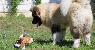 Si fa presto a dire dominanza: uno studio sulle gerarchie nei cani di casa
