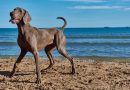 Spiagge per cani in Italia: guida aggiornata 2026, regione per regione Spiagge per cani in Italia: guida aggiornata 2026, regione per regione