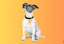 Il fiocco giallo funziona in altri paesi? Lo abbiamo chiesto a Yellow Dog UK