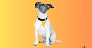 Il fiocco giallo funziona in altri paesi? Lo abbiamo chiesto a Yellow Dog UK