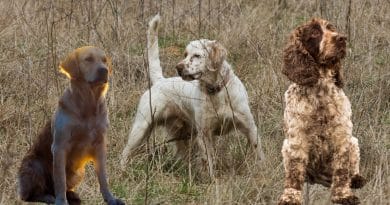 Storia e attitudini dei cani da riporto da cerca e da ferma: il webinar