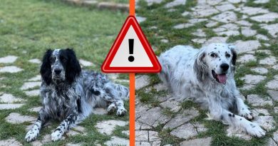 Roma: rubati due setter inglesi alla dog sitter, appello per trovarli.