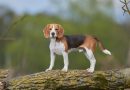 Beagle: un dolce segugio che non merita la noia.