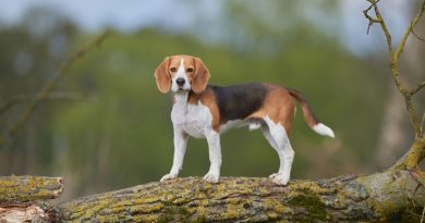 Beagle: un dolce segugio che non merita la noia.