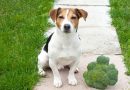 Dieta vegana e cani: cosa sappiamo dei suoi effetti sulla salute dei nostri animali?