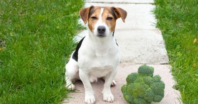 Dieta vegana e cani: cosa sappiamo dei suoi effetti sulla salute dei nostri animali?