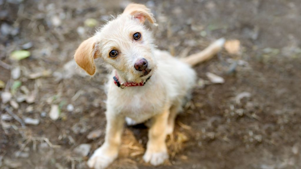 Perché il cane non mi ascolta? Consigli pratici