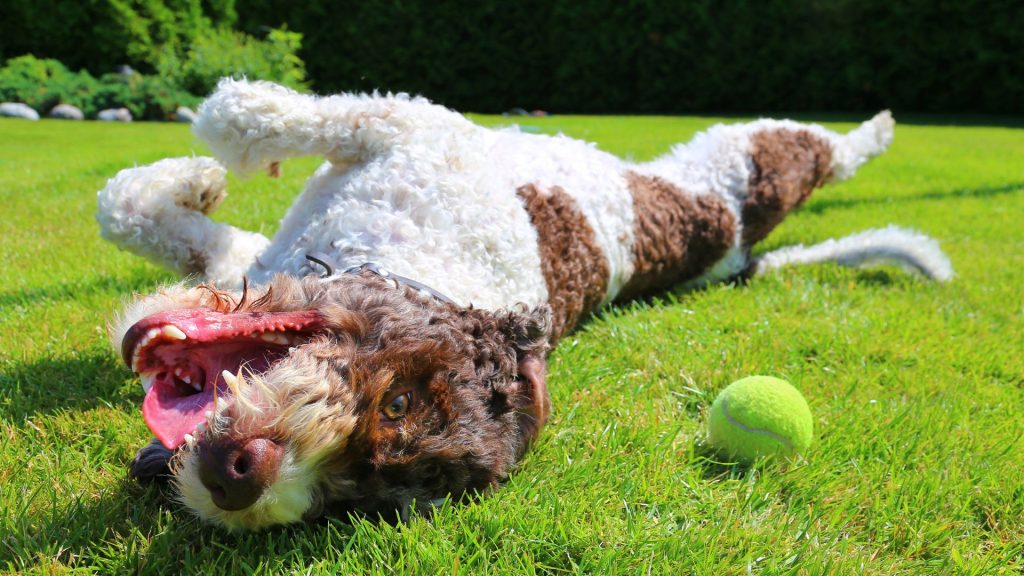 Perché il cane non mi ascolta? Consigli pratici