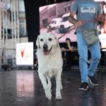 Un cane sfila sul palco del Dog Pride di Nichelino durante l’edizione 2024
