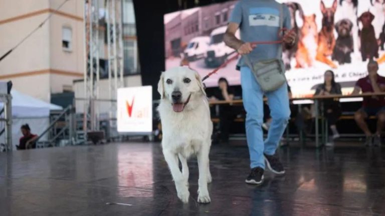 Un cane sfila sul palco del Dog Pride di Nichelino durante l’edizione 2024