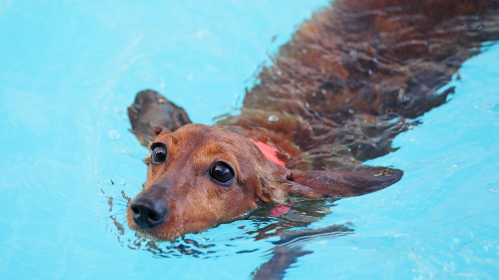 Come gestire una piscina per cani