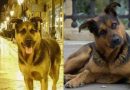 Max, il cane che ha lasciato un’impronta indelebile nel cuore di Taranto. L’intervista all’assessore all’ambiente Stefania Fornaro.