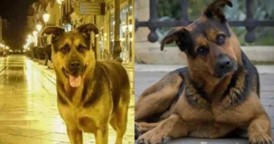 Max, il cane che ha lasciato un’impronta indelebile nel cuore di Taranto. L’intervista all’assessore all’ambiente Stefania Fornaro.