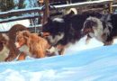 Intervista a Jennifer Orrico: alla scoperta dell’Australian Shepherd