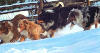 Intervista a Jennifer Orrico: alla scoperta dell’Australian Shepherd