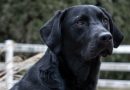 La morfologia funzionale del labrador retriever
