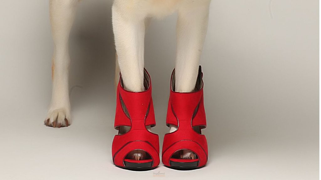 Scarpe per cani: moda o necessità? Dipende.