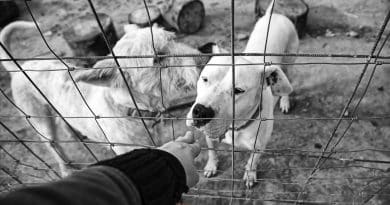 Professionisti cinofili e volontari come proteggere la salute mentale di chi lavora con i cani
