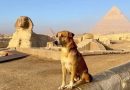 l cani baladi: i cani diventati famosi per le Piramidi in Egitto