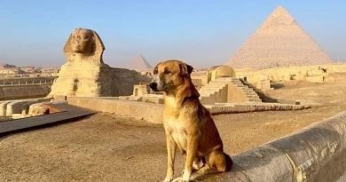 l cani baladi: i cani diventati famosi per le Piramidi in Egitto