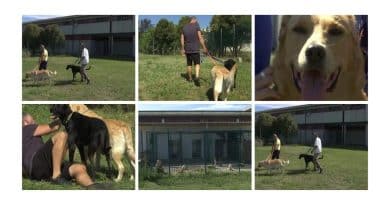 Orme oltre le mura: quando gli interventi assistiti con gli animali entrano negli istituti penitenziari