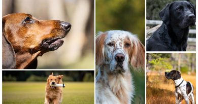 Master Cani da caccia: educazione e sport  per i professionisti.