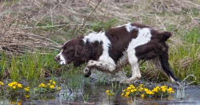 Un master per lavorare con i cani da caccia, non per andare a caccia