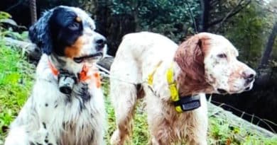 La tragica fine di Full: il setter trovato morto dopo 8 giorni di ricerche