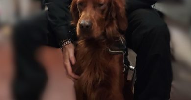 Rover, il setter irlandese che ha bloccato la metro A di Roma