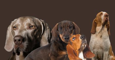 Cani da caccia: guida completa a razze, carattere, bisogni e vita in famiglia