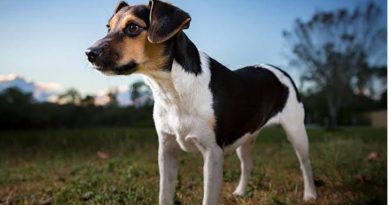 Danish-Swedish Farmdog: storia, caratteristiche e standard della nuova razza AKC