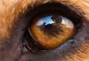 Il cane: un animale complesso, importante e straordinario