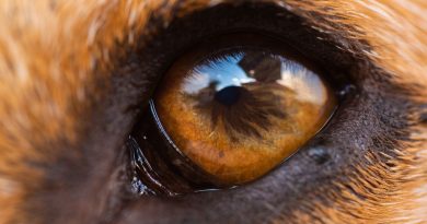 Il cane: un animale complesso, importante e straordinario