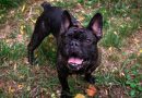 Cani brachicefali, bellezza o sofferenza? Una testimonianza per scegliere con consapevolezza