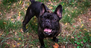 Cani brachicefali, bellezza o sofferenza? Una testimonianza per scegliere con consapevolezza