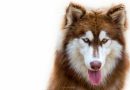 Siberian Husky: storia e origini di un’atleta del grande nord.