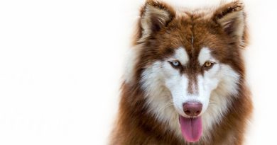 Siberian Husky: storia e origini di un’atleta del grande nord.