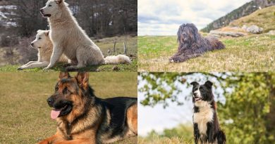 Cani da pastore in famiglia e la scelta consapevole.