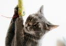Giocare con il gatto: un divertimento molto serio!