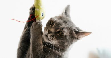 Giocare con il gatto: un divertimento molto serio!