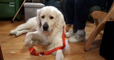 Cane da assistenza e i rischi dietro il riconoscimento ufficiale