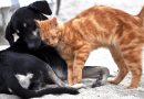Regolamento UE per il benessere di cani e gatti: tracciabilità e sanzioni più severe in discussione