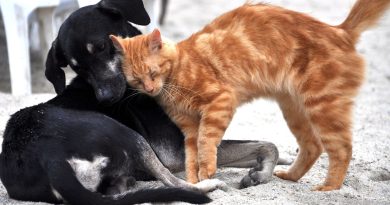 Regolamento UE per il benessere di cani e gatti: tracciabilità e sanzioni più severe in discussione